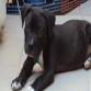 mi cachorro pitbull de 3 meses